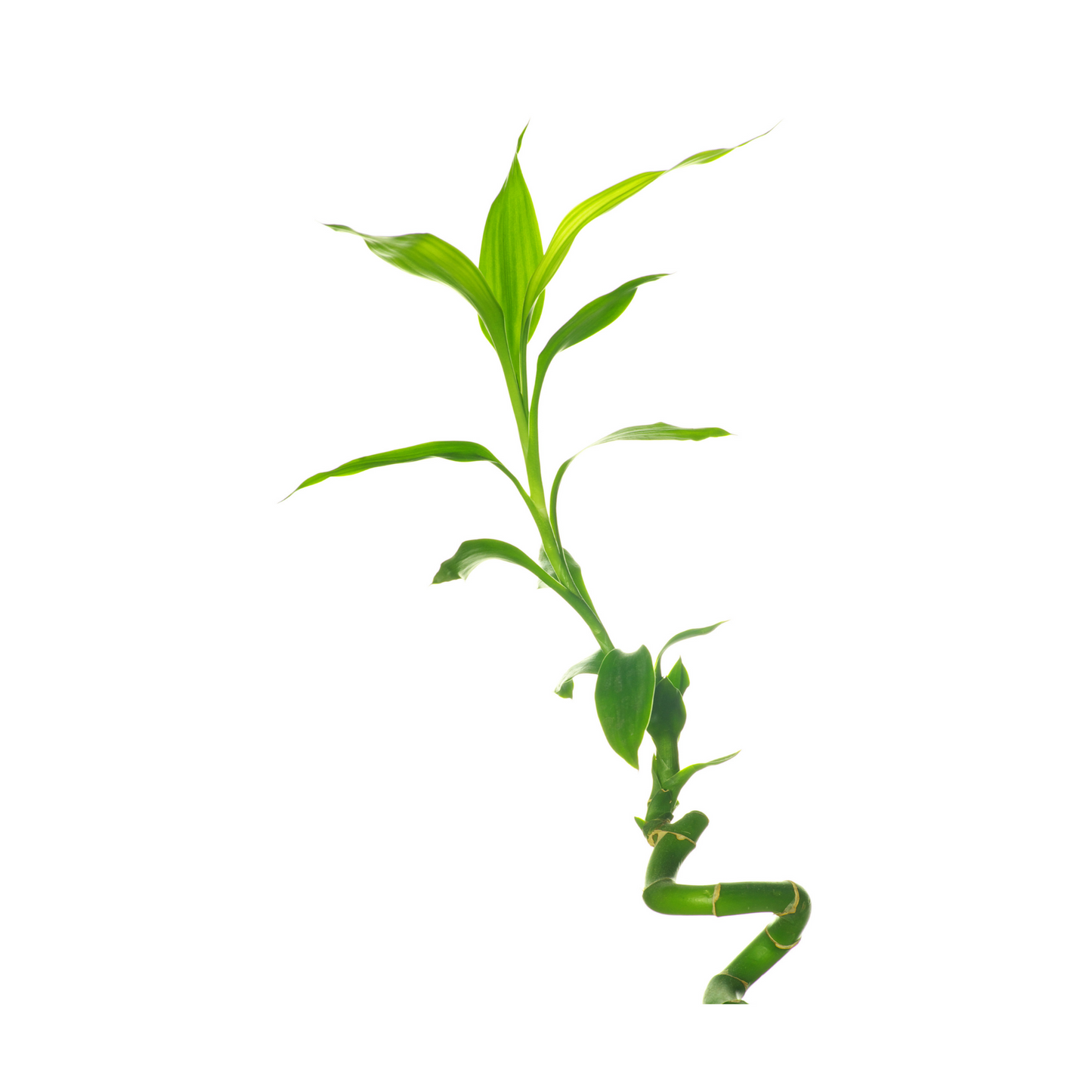 A simple product