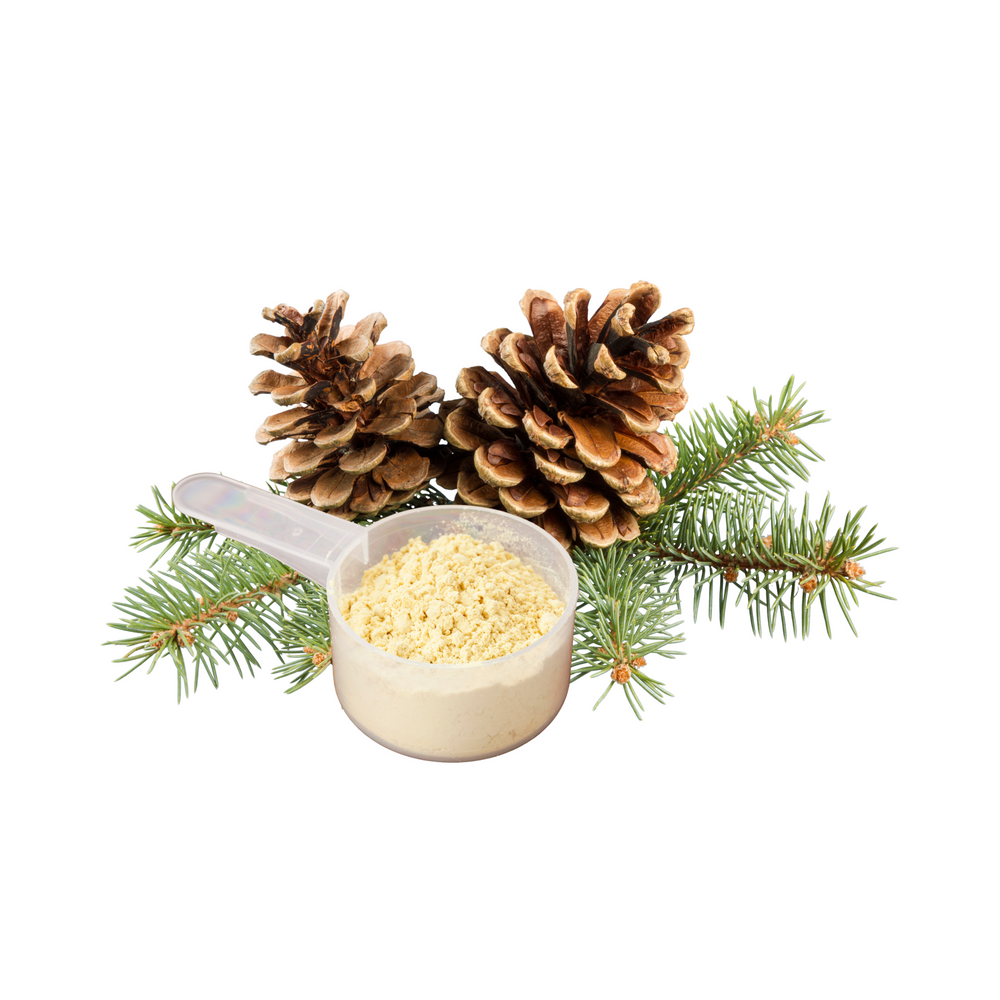 
                  
                    TRHS Wild Crafted Mountain Pine Pollen Powder - 150 grams
                  
                